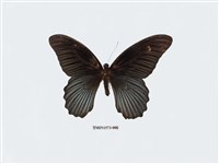 藏品(大鳳蝶)的圖片